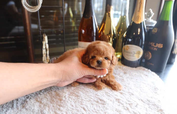 【販売中】ドワーフ（短足）タイプのタイニープードル男の子のサムネイル